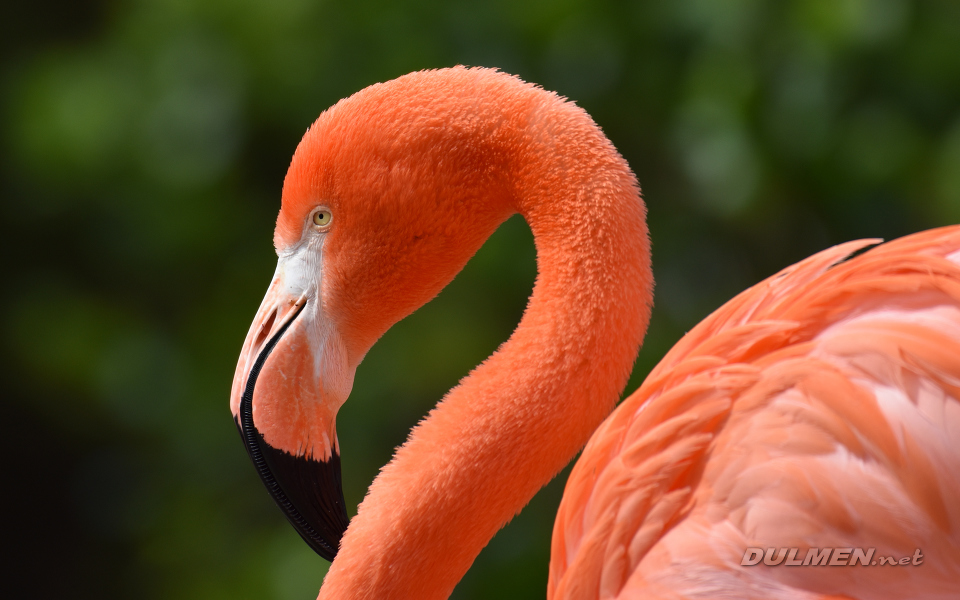 Greater Flamingo (Phoenicopterus roseus)